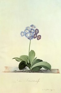 Fille Amoureuse (Blue Auricula) by Georg Dionysius Ehret